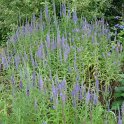 Veronica spicata